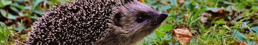 Close up of hedgehog