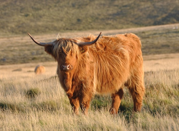 Highlander cows make superb pets, Outdoors