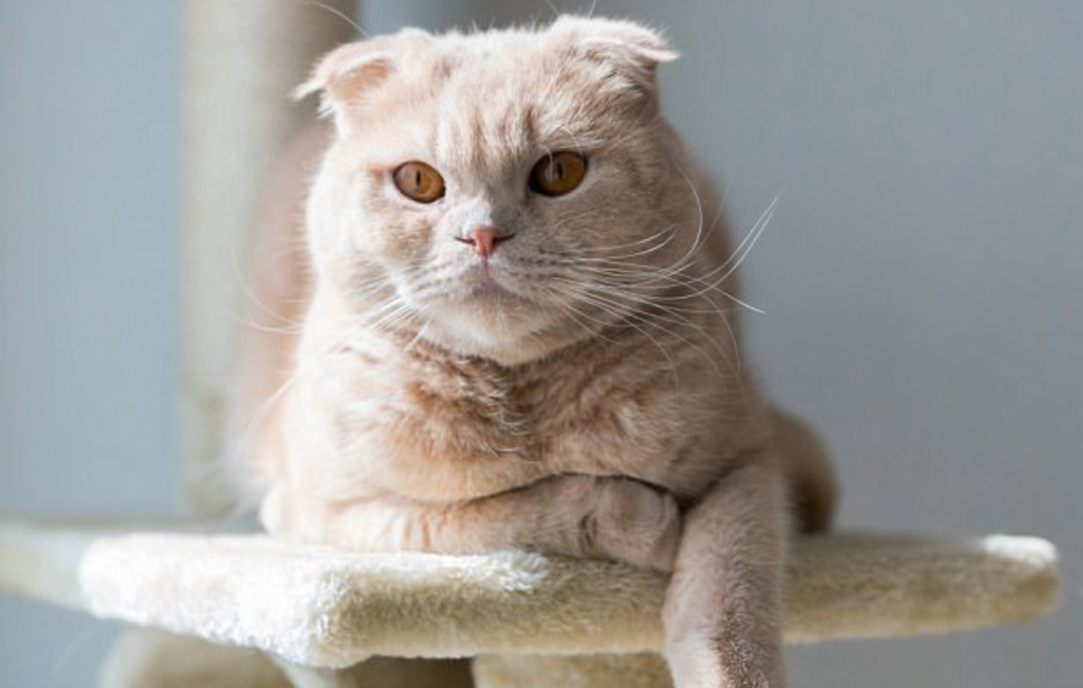 Cats has always been strange – that's exactly why it was such a hit