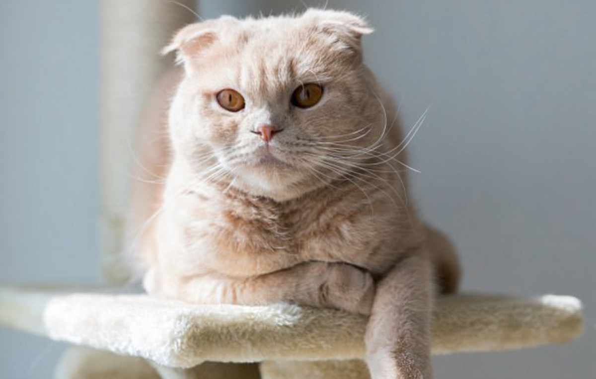 adorable scottish fold kittens