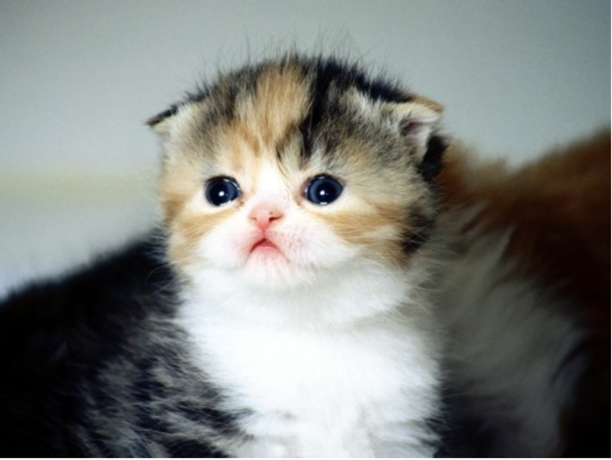 adorable scottish fold kittens