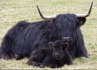 Scottish Highland Cows - Adorable Fluffy Long Haired Cow Facts!